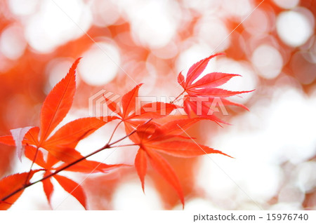 春楓 春楓 15976740