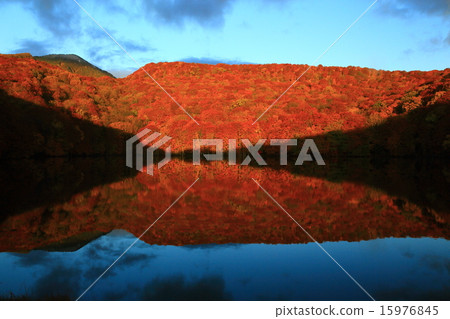 Autumn leaves of Hakkoda Ieumuma 15976845