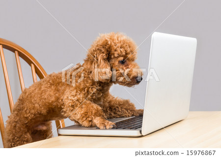 Smart brown poodle dog reading laptop computer Smart brown poodle dog reading laptop computer 15976867