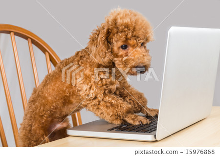 Smart brown poodle dog reading laptop computer Smart brown poodle dog reading laptop computer 15976868