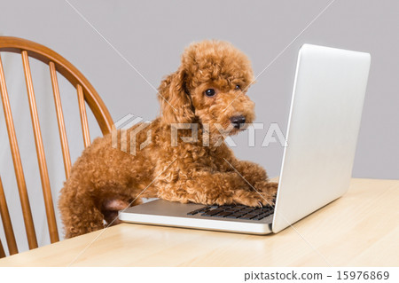 Smart brown poodle dog reading laptop computer 15976869