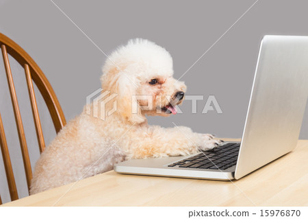 Smiling beige poodle dog typing on laptop computer Smiling beige poodle dog typing on laptop computer 15976870