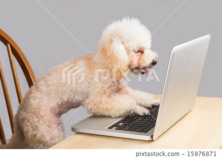 Smiling beige poodle dog typing on laptop computer Smiling beige poodle dog typing on laptop computer 15976871