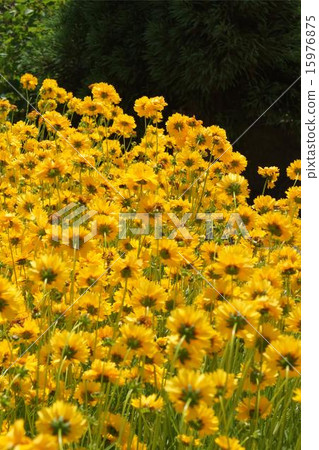 菊花朋友02 菊花朋友02 15976875