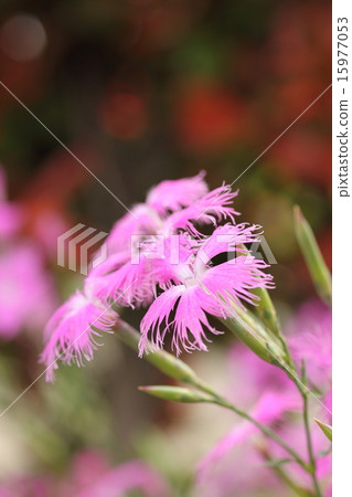 Kawaranadesico 15977053