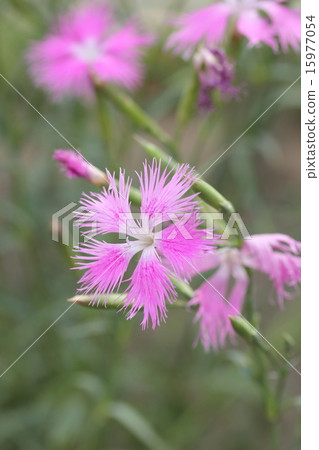 Kawaranadeshiko Kawaranadeshiko 15977054