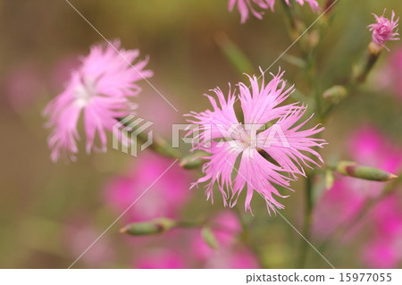 Kawaranadesico 15977055