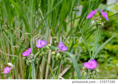 Taiyuki Tsurugi Murasakiyukusa 15977380