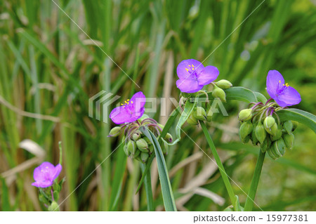 Taiyuki Tsurugi Murasakiyukusa 15977381