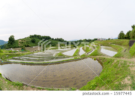 Rice terrace in Chihaya-okasaki village 15977445