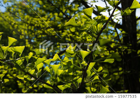 Fresh green ginko biloba leaves 15977535