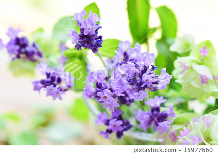 Lavender side 2 put in a glass Lavender side 2 put in a glass 15977660