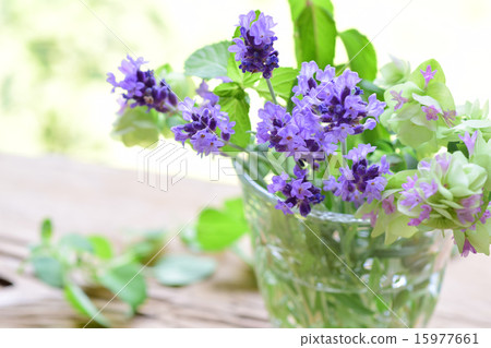 薰衣草方放入一杯3 15977661