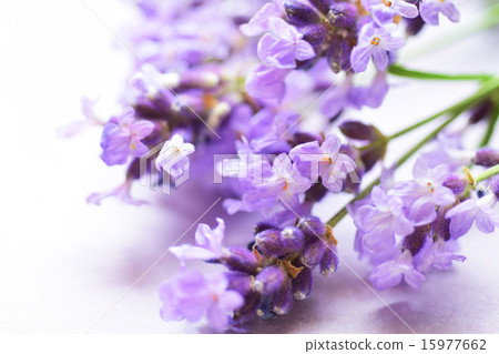 切薰衣草 15977662