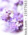 背景淡紫色1 15977663