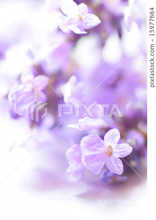 背景淡紫色2 15977664