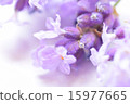 薰衣草花的一面 15977665