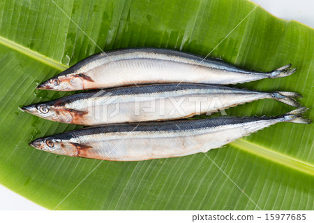 Fresh Japanese Sanma fish on leaf Fresh Japanese Sanma fish on leaf 15977685