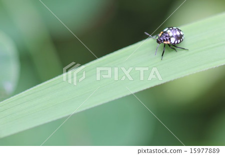 Larva of the blue-tailed beetle 04 15977889