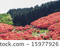 映山紅 15977926