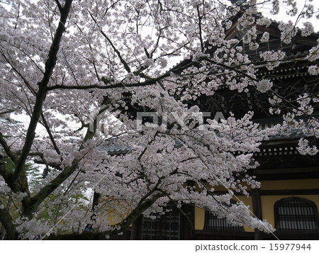 Kyoto Sakura Monogatari Kyoto Sakura Monogatari 15977944