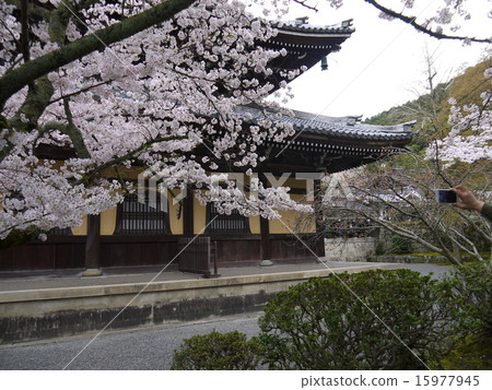 Kyoto Sakura Monogatari Kyoto Sakura Monogatari 15977945