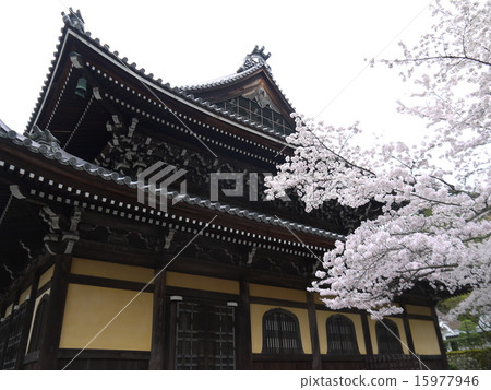 Kyoto Sakura Monogatari Kyoto Sakura Monogatari 15977946
