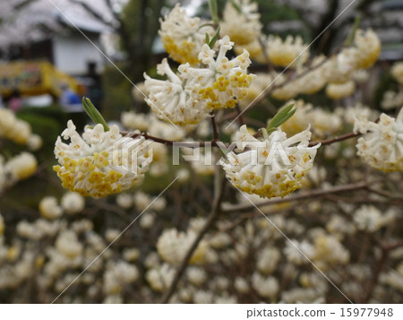 沿京都疏水水的花遊 沿京都疏水水的花遊 15977948