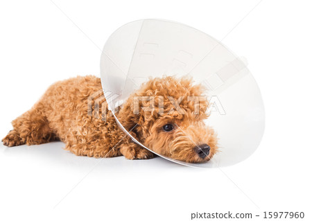 Sad poodle dog wearing protective cone collar Sad poodle dog wearing protective cone collar 15977960