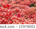 映山紅 15978002