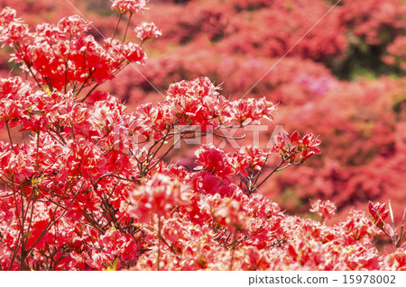Azalea Azalea 15978002
