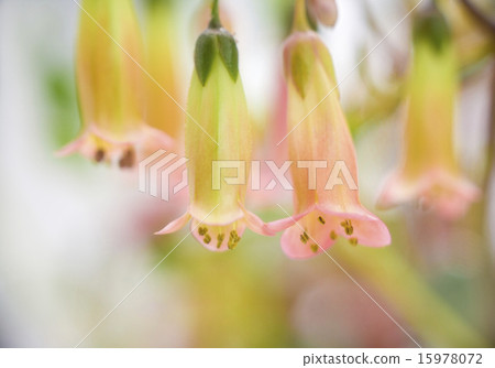 Bamboo grass Bamboo grass 15978072