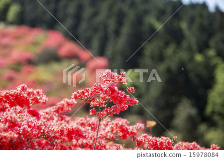 Azalea Azalea 15978084