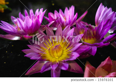 蓮花的佛教寺廟 15978101