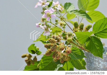 黑莓花和水果 15978239