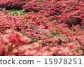 映山紅 15978251