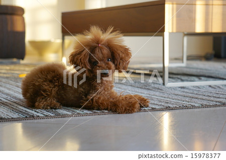 Toy poodle in the room 15978377