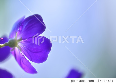 Fuurosou Fuurosou 15978384