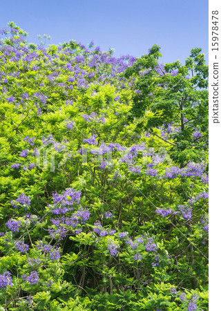 藍花楹花 15978478