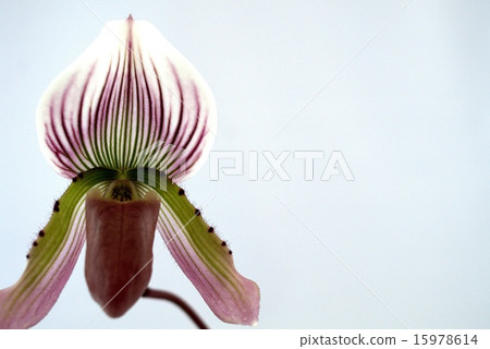 Paph. 7 15978614