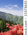 Katsuragiyama杜鵑花 15978685