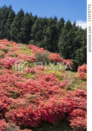 Azalea Azalea 15978778