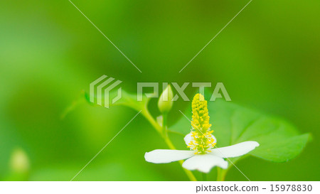 Dokudomi 16: 9 15978830