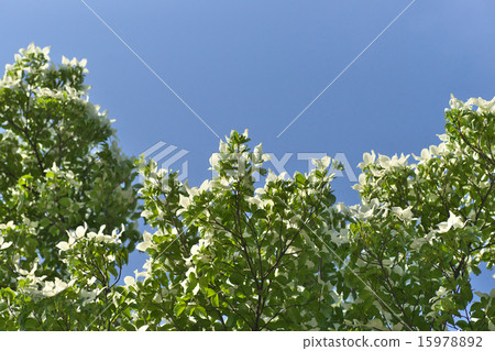 Yamaboshi and blue sky 15978892