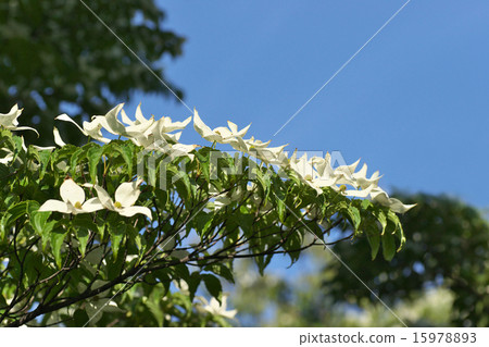 Yamaboshi and blue sky 15978893