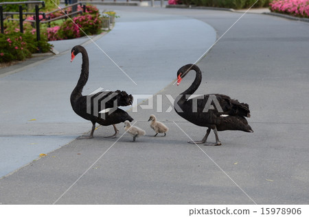A black bird A black bird 15978906