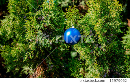 Blue ball hanging on the pine twig 15979062