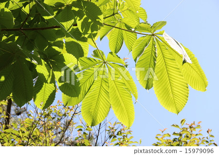 Tochi沒有葉子 15979096