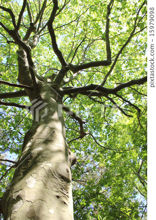 Platanus tree 15979098