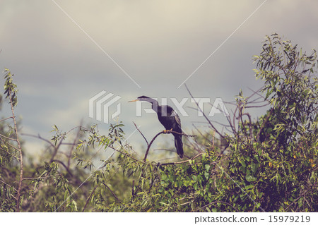 Anhinga Anhinga 15979219